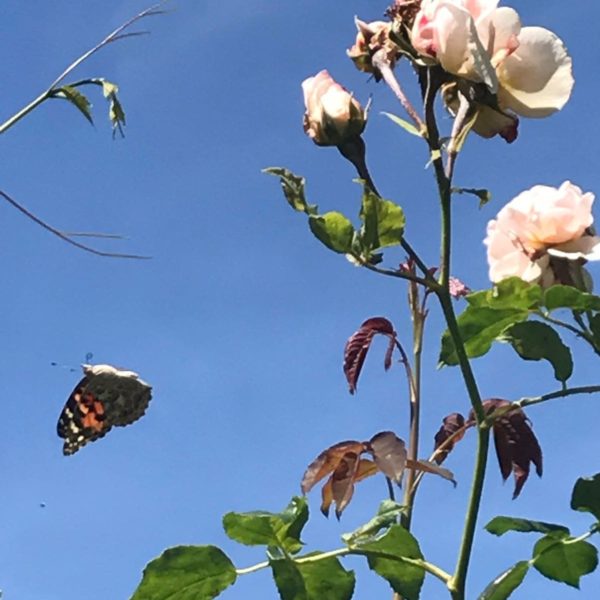 Butterfly flying away from a rose