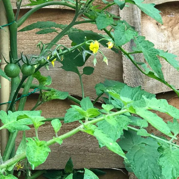 Tomato plant in garden