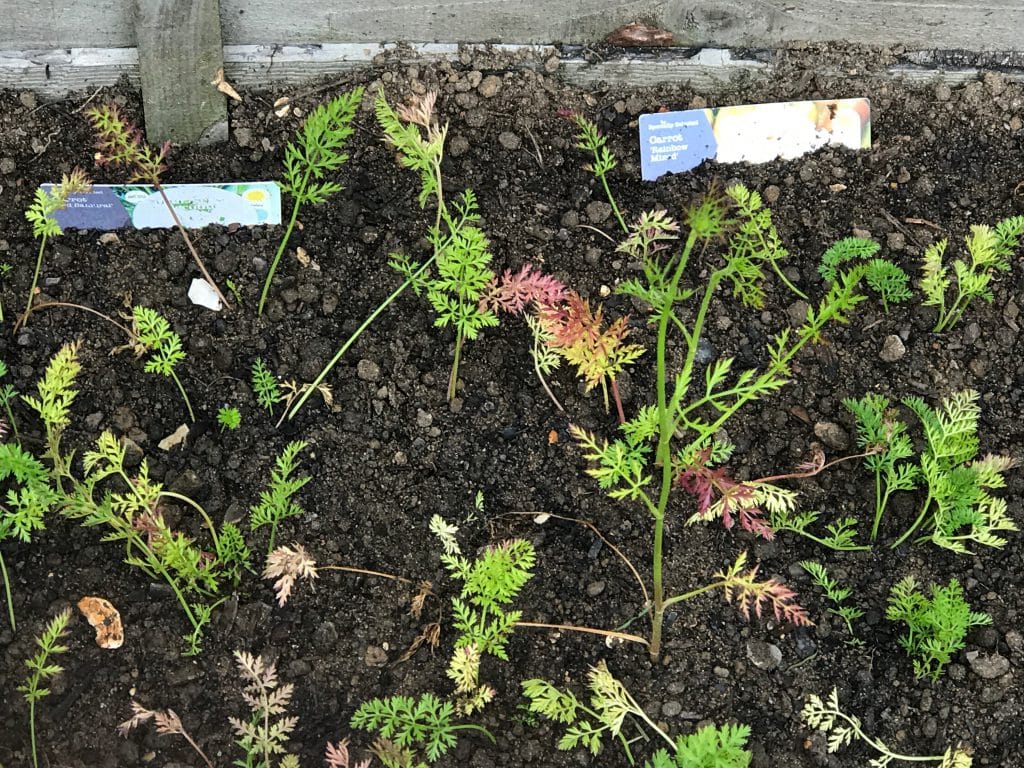 Garden plants Garden plants sprouting